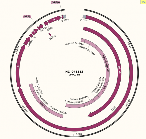 Snapgene view rna overview.png