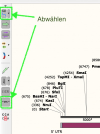 Snapgene view rund.jpg