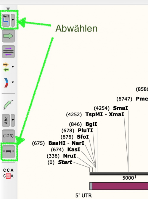 Snapgene view rund.jpg